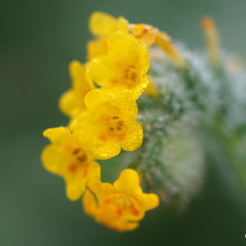 Fiddlenecks Delight