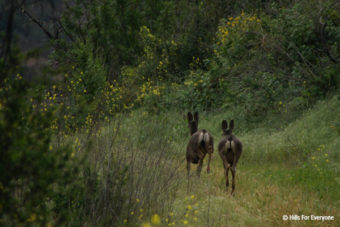 Deer Interaction
