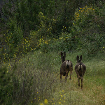 Deer Interaction