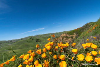 California Poppies