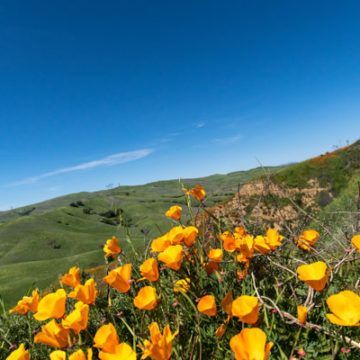 California Poppies