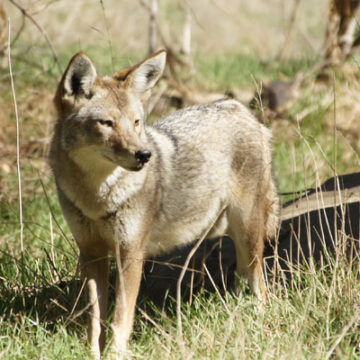 Roles of Coyotes in the Ecosystem