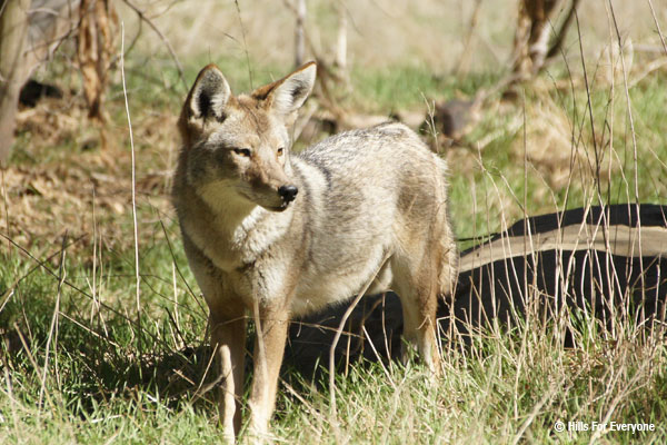 Roles of Coyotes in the Ecosystem