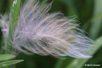 Silencing Feathers
