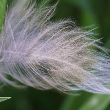 Silencing Feathers