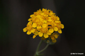 Golden Yarrow