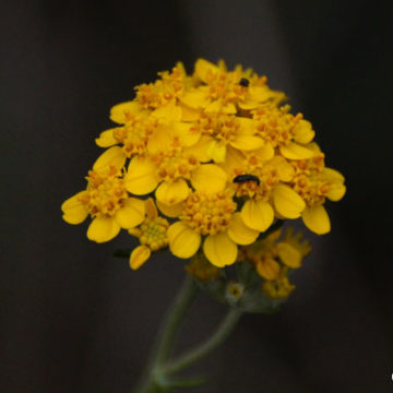 Golden Yarrow