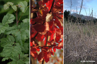 Poison Oak Information