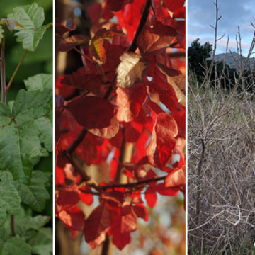 Poison Oak Information