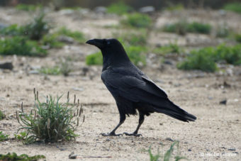 Bird Identification