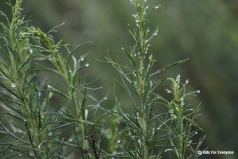 Coastal Sage Scrub