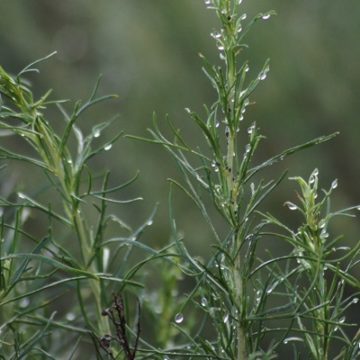 California Sagebrush