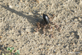 Stink Bugs