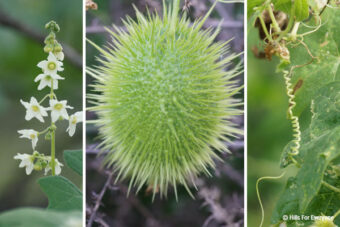 Wild Cucumber