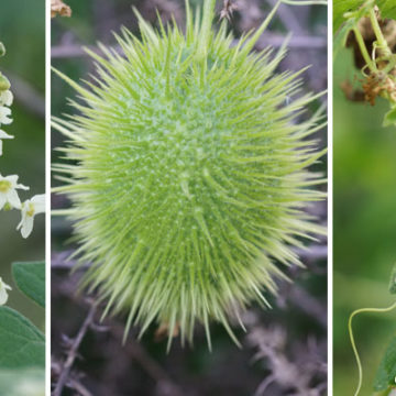 Wild Cucumber