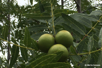 Black Walnuts Unique to Area