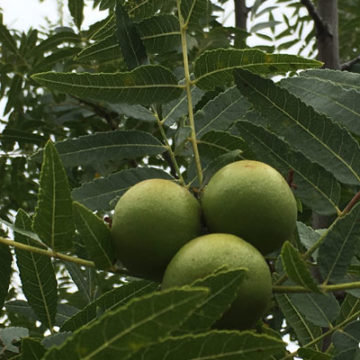 Black Walnuts Unique to Area