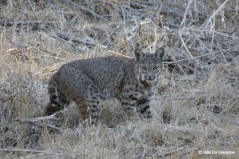 Bobcat in State Park