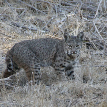 Bobcat in State Park