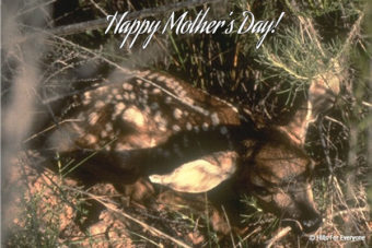 Happy Mother’s Day