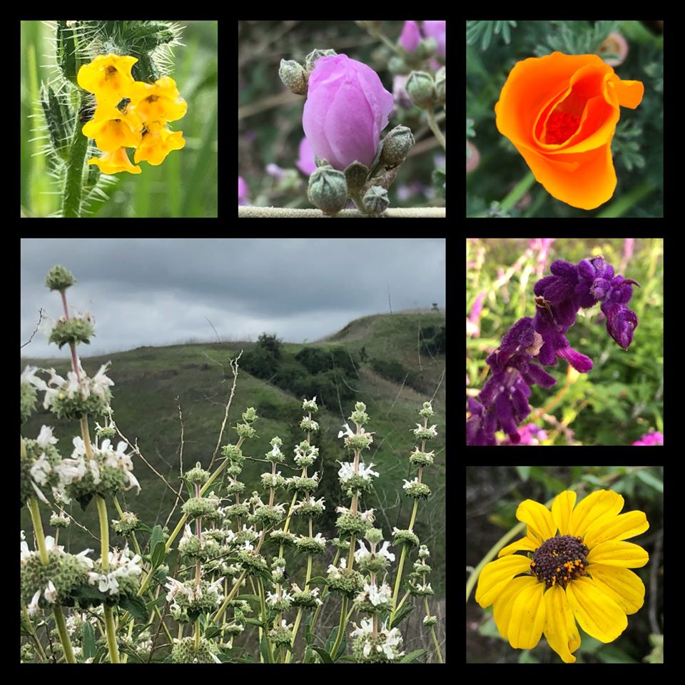 A collage of five small flower photos and one large flower photo with green hills in the background..