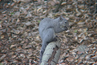Creative Squirrel Agility Course