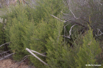 Tecate Cypress Facts