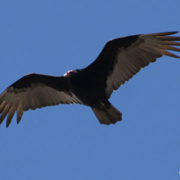 Turkey Vultures