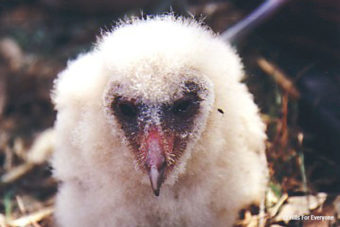 Bird Identification Quiz