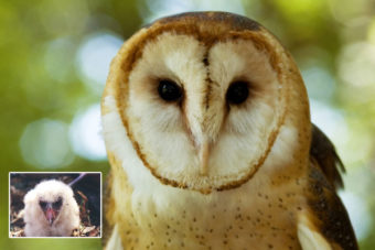Bird ID Answer: Barn Owl