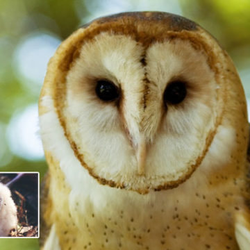 Bird ID Answer: Barn Owl