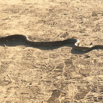 Gopher Snake on Trail