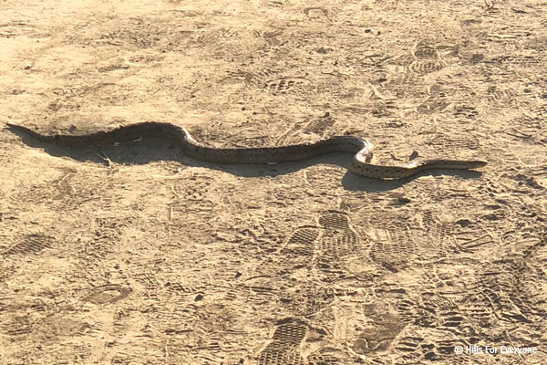 Gopher Snake on Trail