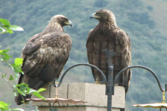 Golden Eagles