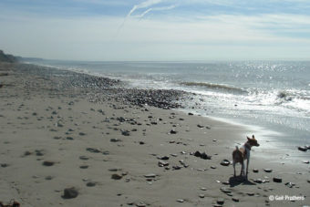 Help San Onofre State Beach