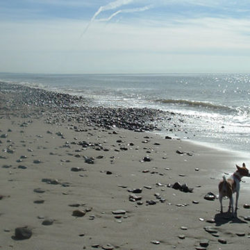 Help San Onofre State Beach