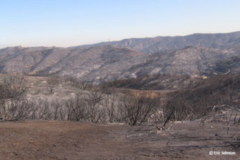 Chaparral & Fires