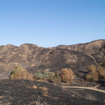 Virtual Hike in Chino Hills State Park