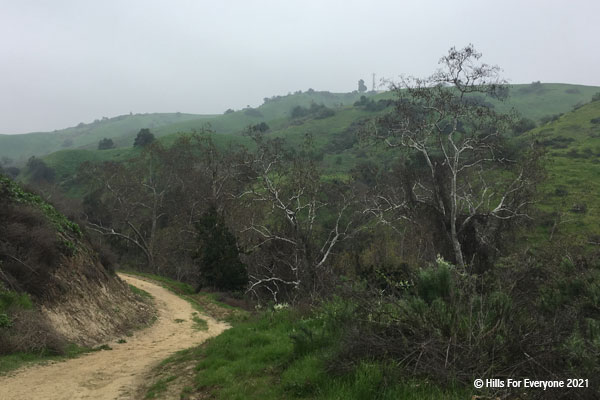 Overcast grey skies above with a sloughing hill on the left with a dirt trail center and a canyon bottom full of tall trees with green hillsides in the distance.