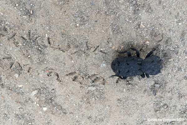 A black beetle walks from left to right with several beetle footprints behind it in the dirt.