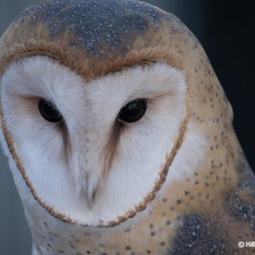 Barn Owls Hunt at Dusk