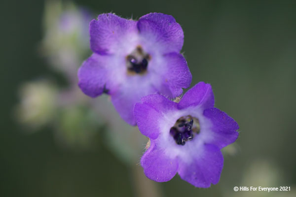 Two bright purple flowrers with white centers against a smeared green background.