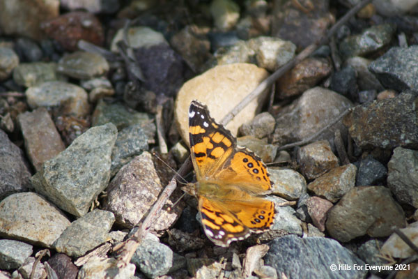 An orange and black butterfly sits on rocks near a broken branch sunning itself in the middle of a trail.