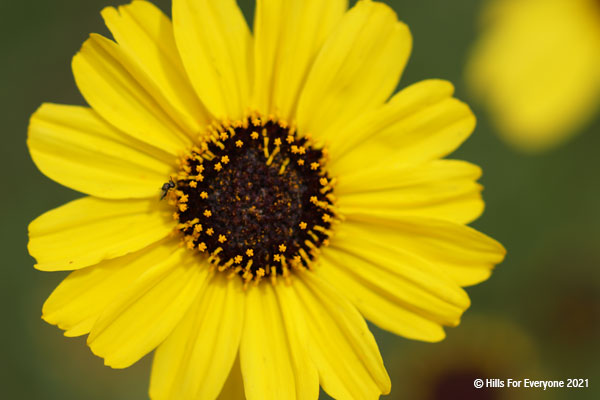 A yellow flower with many petals and a brown center with pollen around the edges and a mostly green background.