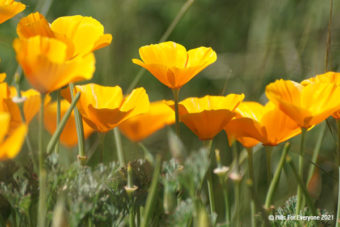 April E-Newsletter