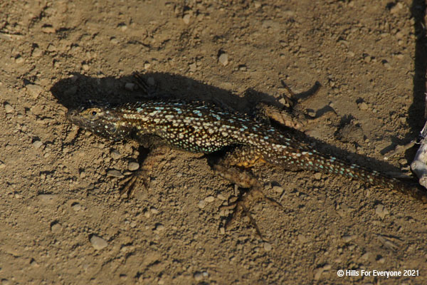 A plump lizard with a dark brown base and white and light blue splotches on its back sits on the trail and looks at the camera with its shadow behind it.
