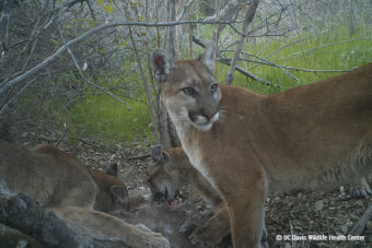 Wildlife Behavior & Humans