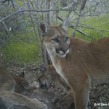Cougar Plays With Swing