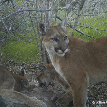 Cougar Attack