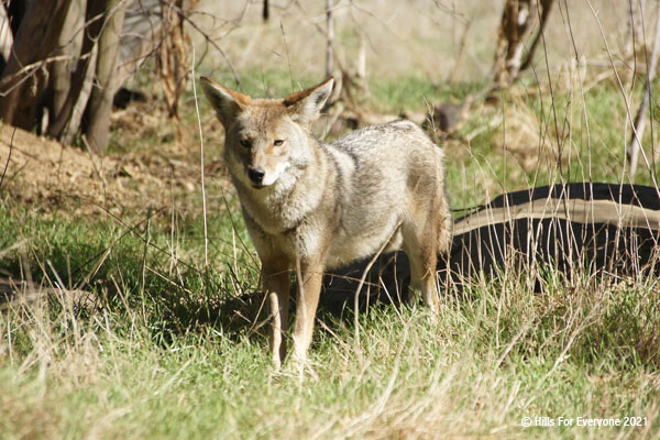 A well camouflaged coyote looks forward with amber eyes surrounded by brown and green grasses and various branches and sticks.